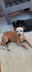 Found/Stray Female Dog last seen Near E Live Oak Rd/ 99 Frontage, Lodi, CA 95240