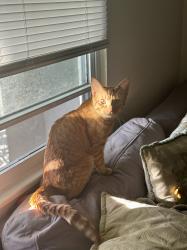 Lost Male Cat last seen Behind the super Walmart complex on S Orlando Dr, Sanford, FL 32773