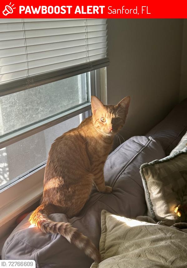 Lost Male Cat last seen Behind the super Walmart complex on S Orlando Dr, Sanford, FL 32773