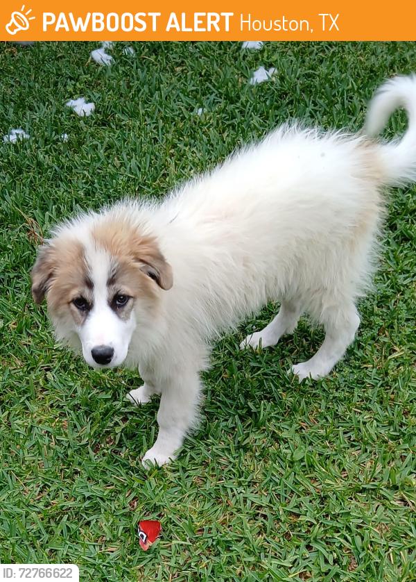 Found/Stray Female Dog last seen Near , Houston, TX 77069