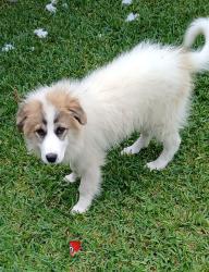 Found/Stray Female Dog last seen Near , Houston, TX 77069