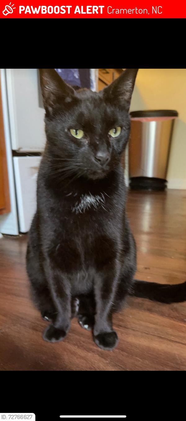 Lost Male Cat last seen Riverside park , Cramerton, NC 28032