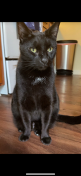 Lost Male Cat last seen Riverside park , Cramerton, NC 28032