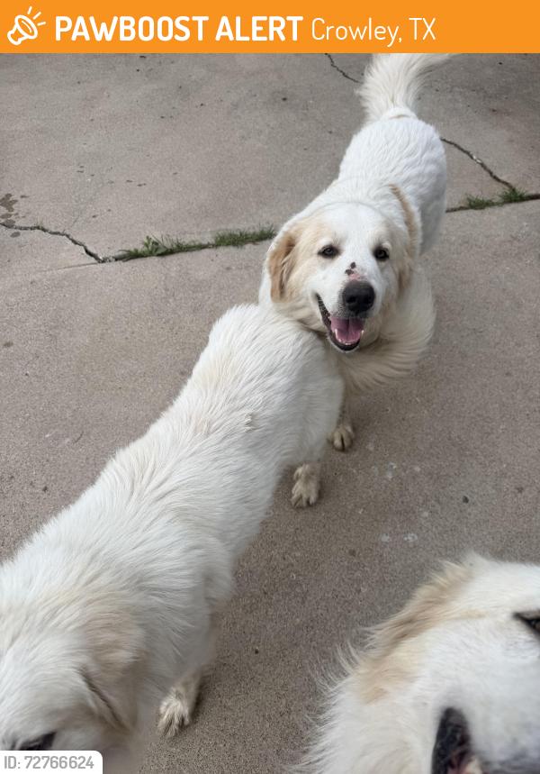 Found/Stray Unknown Dog last seen London Ln and Birmingham Briar , Crowley, TX 76036