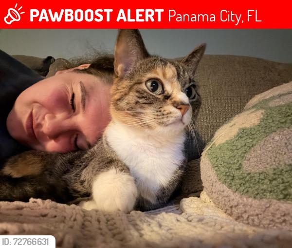 Lost Female Cat last seen St. Thomas Square , Panama City, FL 32408