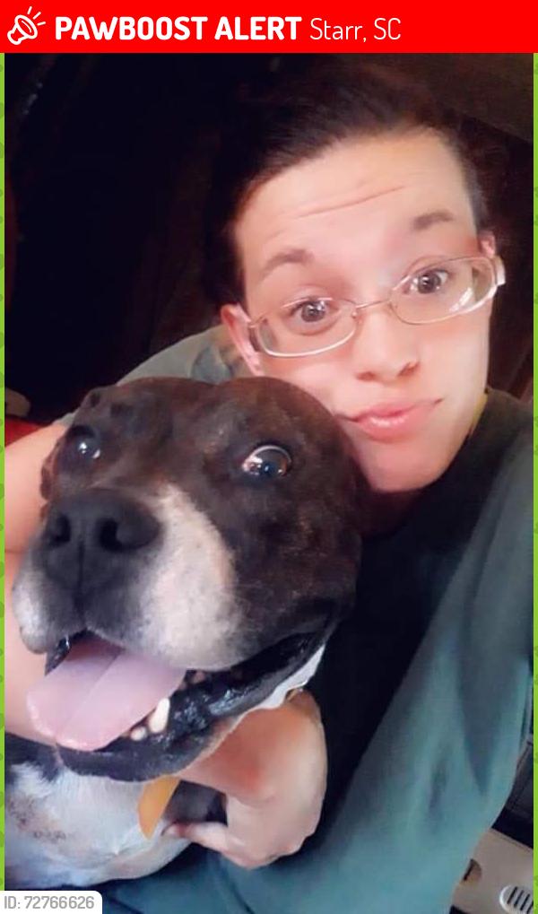 Lost Male Dog last seen Near Stevenson rd, Starr, SC 29684