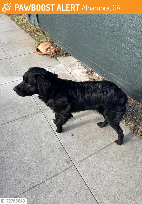 Found/Stray Unknown Dog last seen Near S 9th Ave, Alhambra, CA 91801