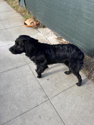 Found/Stray Unknown Dog last seen Near S 9th Ave, Alhambra, CA 91801