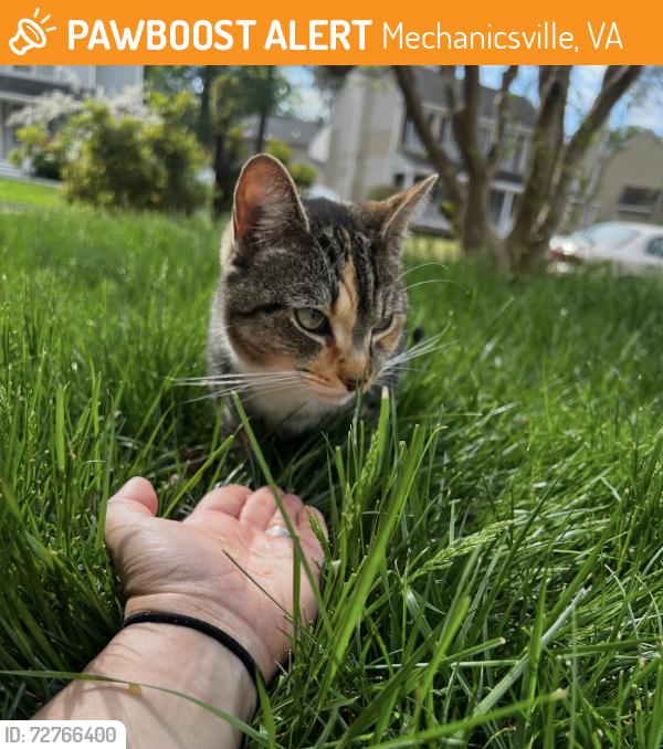 Found/Stray Female Cat last seen River valley rd , Mechanicsville, VA 23111