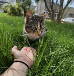 Found/Stray Female Cat last seen River valley rd , Mechanicsville, VA 23111