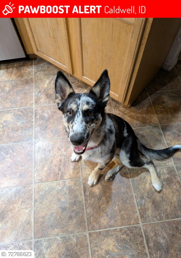 Lost Female Dog last seen Homedale and Indiana , Caldwell, ID 83607