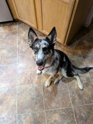 Lost Female Dog last seen Homedale and Indiana , Caldwell, ID 83607