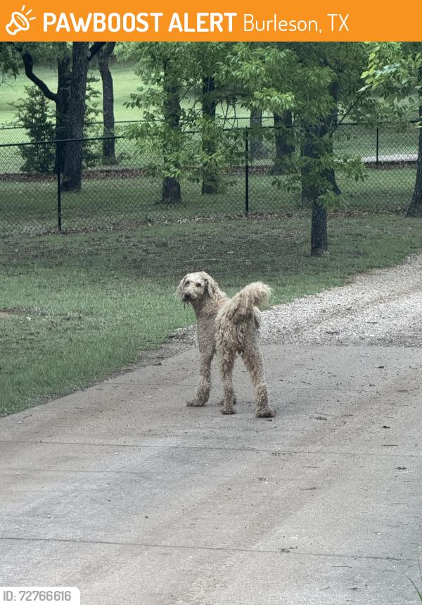 Found/Stray Male Dog last seen S Hurst and Wyche Ct. Near the exit at Centennial High School , Burleson, TX 76028