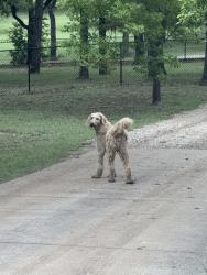 Found/Stray Male Dog last seen S Hurst and Wyche Ct. Near the exit at Centennial High School , Burleson, TX 76028