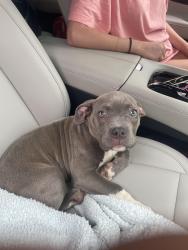 Found/Stray Female Dog last seen Broadmoor Drive near Spring Lane, Bryan, TX 77803