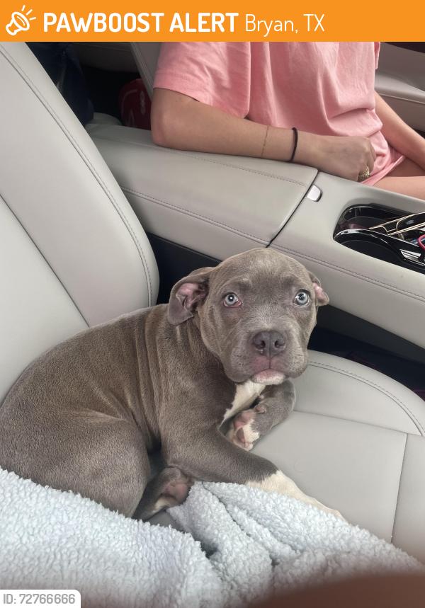 Found/Stray Female Dog last seen Broadmoor Drive near Spring Lane, Bryan, TX 77803