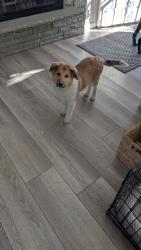 Lost Female Dog last seen Wadsworth and W Kentucky Ave, Lakewood, CO 80232