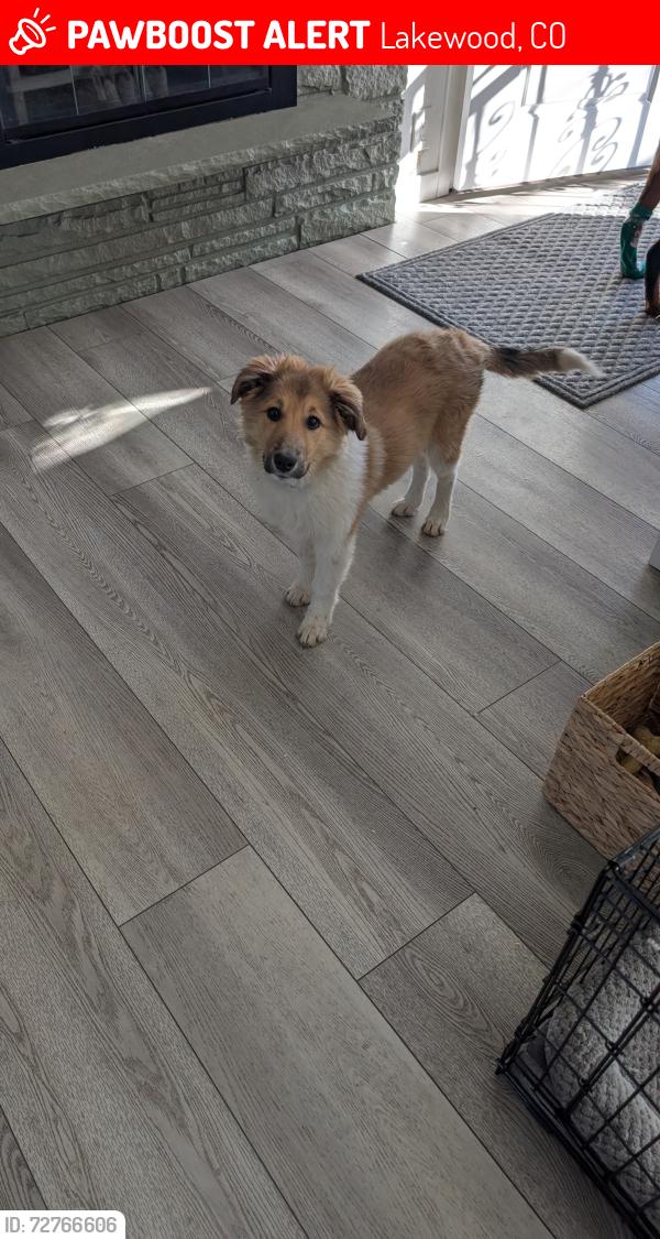 Lost Female Dog last seen Wadsworth and W Kentucky Ave, Lakewood, CO 80232