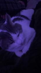 Lost Male Cat last seen Near the Avondale area. Escaped out the back door and was seen under a car and in a bush but wasnt able to get him., Loveland, CO 80538