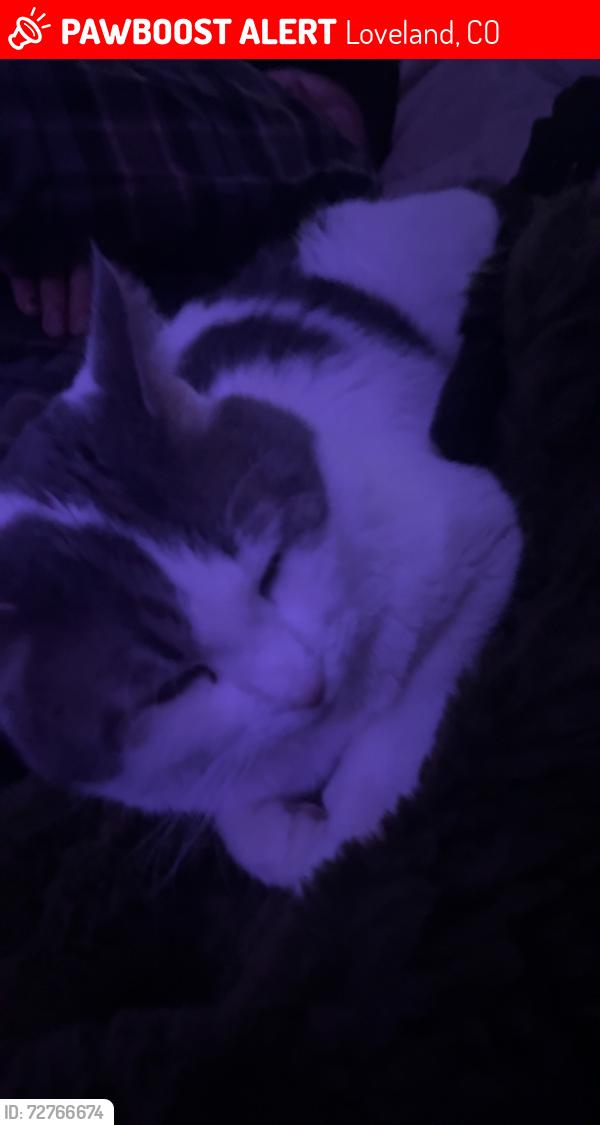 Lost Male Cat last seen Near the Avondale area. Escaped out the back door and was seen under a car and in a bush but wasnt able to get him., Loveland, CO 80538