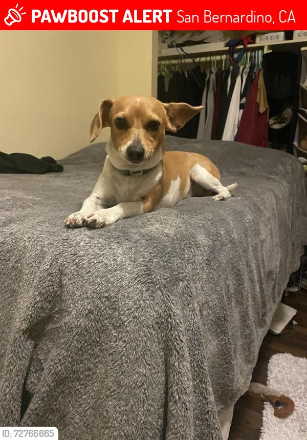Lost Male Dog last seen 3rd and sierra near Manuel p Moreno jr park, San Bernardino, CA 92410