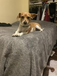 Lost Male Dog last seen 3rd and sierra near Manuel p Moreno jr park , San Bernardino, CA 92410