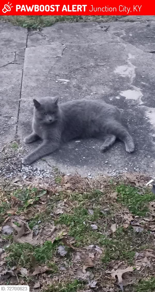 Lost Male Cat last seen Near West Shebly Junction City, Junction City, KY 40440