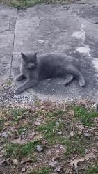 Lost Male Cat last seen Near West Shebly Junction City, Junction City, KY 40440