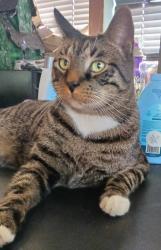 Lost Male Cat last seen Star jasmine , Beverly Hills, FL 34465