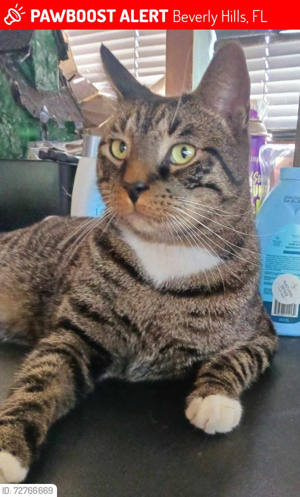Lost Male Cat last seen Star jasmine , Beverly Hills, FL 34465