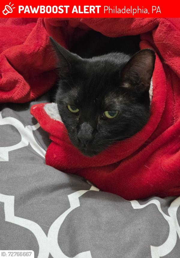 Lost Male Cat last seen 52nd stret, Philadelphia, PA 19139