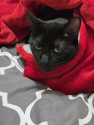 Lost Male Cat last seen 52nd stret, Philadelphia, PA 19139