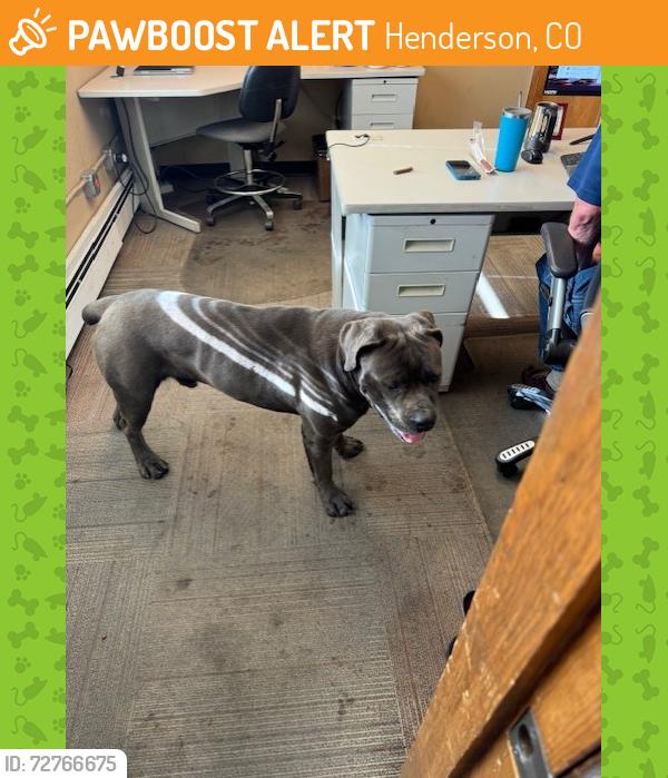 Found/Stray Male Dog last seen Near Brighton Rd. Henderson CO. 80640, Henderson, CO 80640