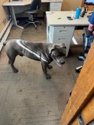 Found/Stray Male Dog last seen Near Brighton Rd. Henderson CO. 80640, Henderson, CO 80640