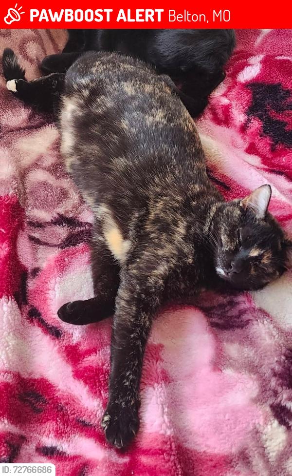 Lost Female Cat last seen 187th and holmes, Belton, MO 64012