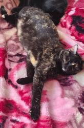 Lost Female Cat last seen 187th and holmes, Belton, MO 64012
