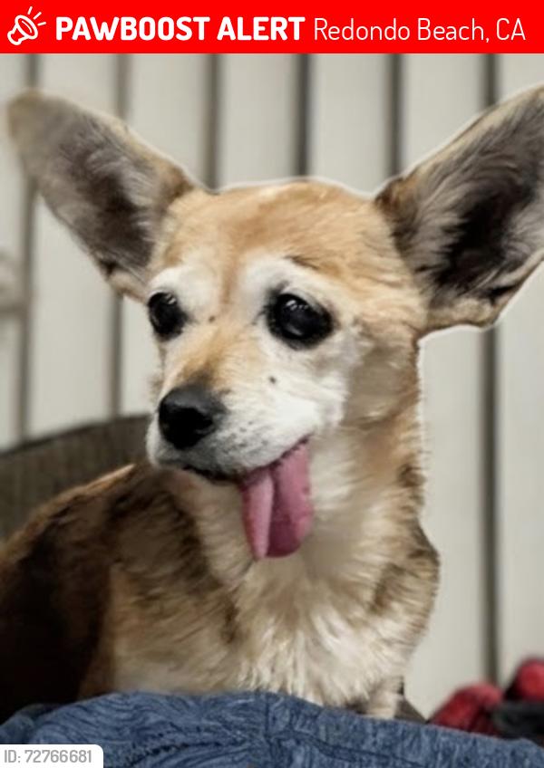 Lost Female Dog last seen Near amethyst , Redondo Beach, CA 90277