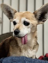Lost Female Dog last seen Near amethyst , Redondo Beach, CA 90277