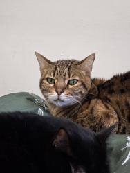 Lost Female Cat last seen 52nd stret, Philadelphia, PA 19139