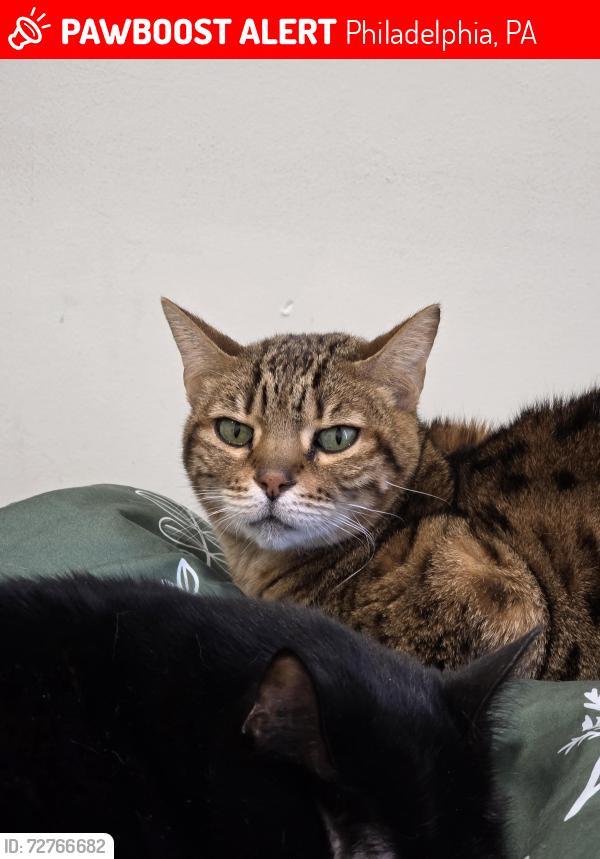 Lost Female Cat last seen 52nd stret, Philadelphia, PA 19139
