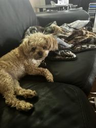 Lost Female Dog last seen Southern/hawes, Mesa, AZ 85209