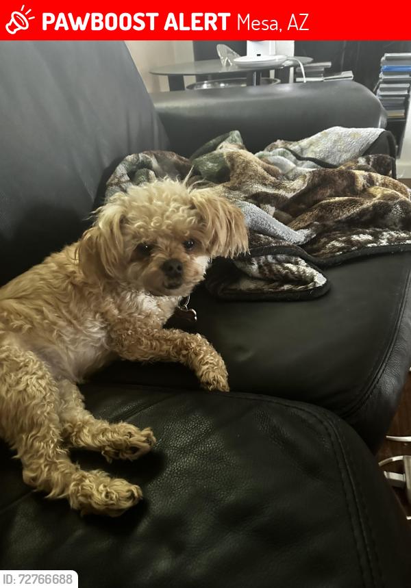 Lost Female Dog last seen Southern/hawes, Mesa, AZ 85209