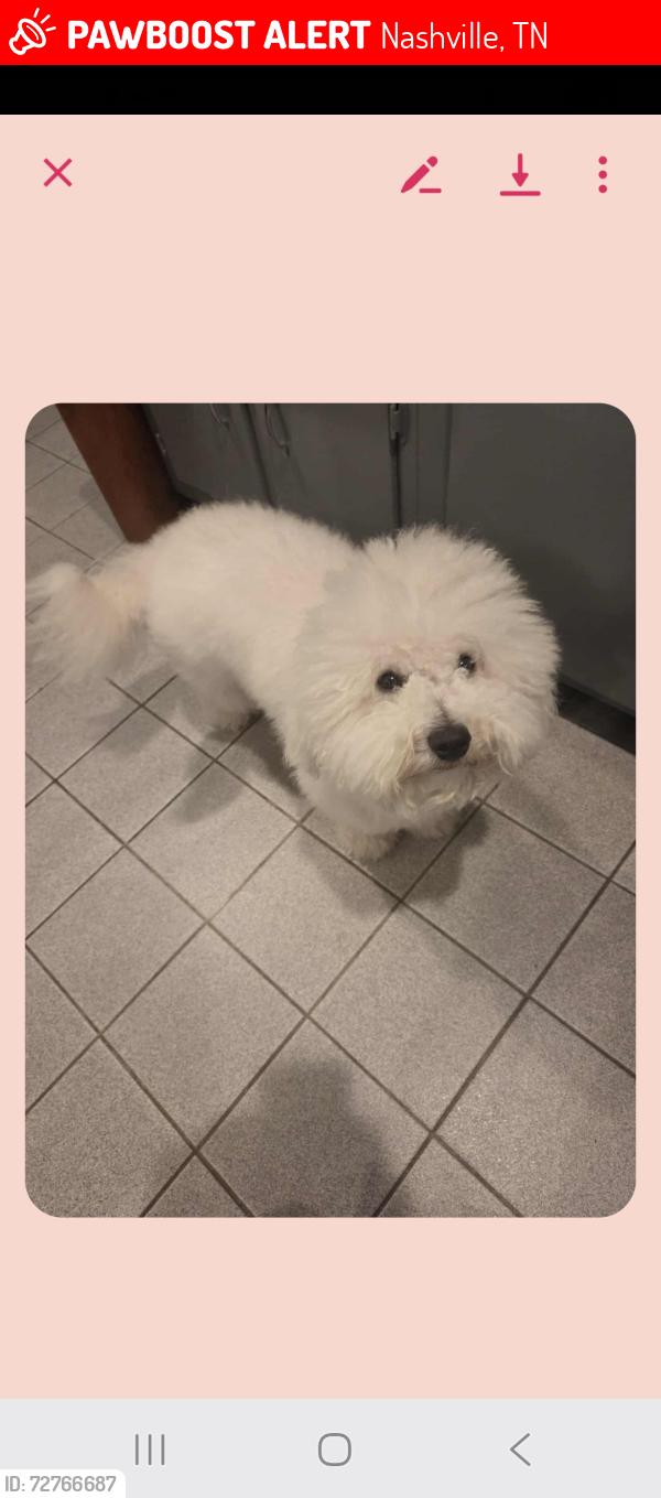 Lost Male Dog last seen Heiman, Nashville, TN 37208
