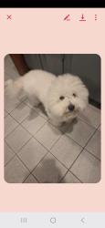 Lost Male Dog last seen Heiman, Nashville, TN 37208