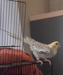 Lost Female Bird last seen Lakewood blvd and Arbor Rd., Long Beach, CA 90808