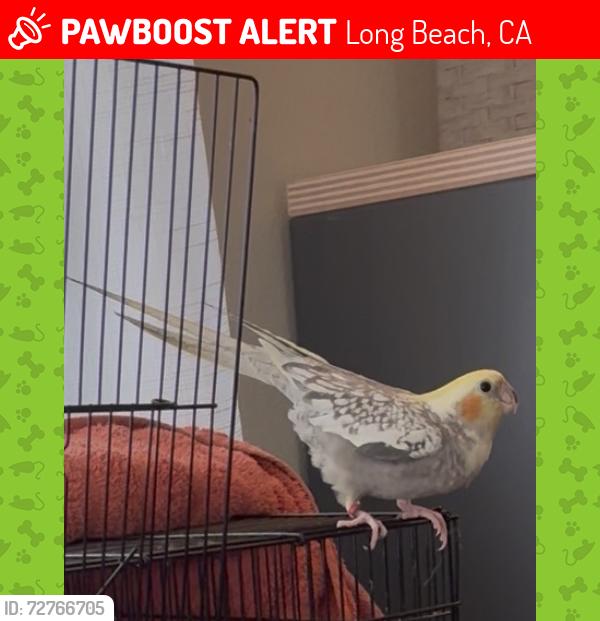 Lost Female Bird last seen Lakewood blvd and Arbor Rd., Long Beach, CA 90808