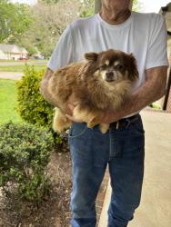 Found/Stray Unknown Dog last seen Oakland Drive Mebane NC, Mebane, NC 27302