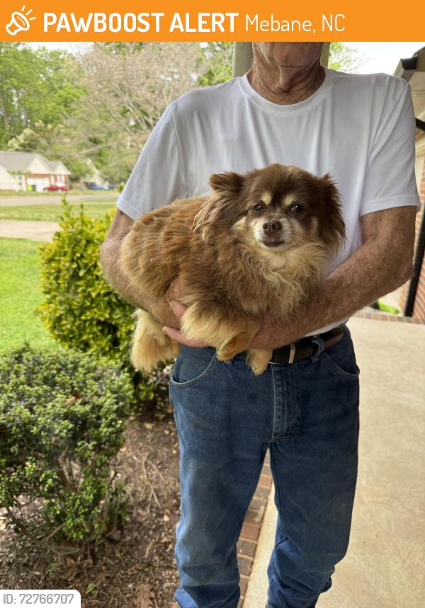 Found/Stray Unknown Dog last seen Oakland Drive Mebane NC, Mebane, NC 27302