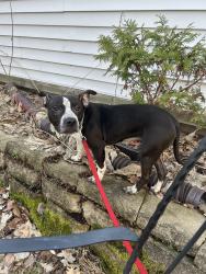 Found/Stray Female Dog last seen Fairview and Englewood, Saint Paul, MN 55104