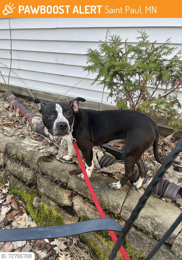 Found/Stray Female Dog last seen Fairview and Englewood, Saint Paul, MN 55104